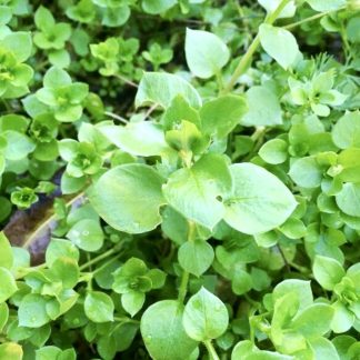 Chickweed