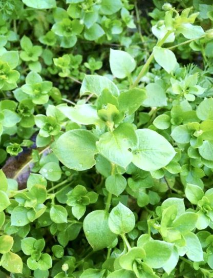 Chickweed