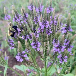 Blue Vervain