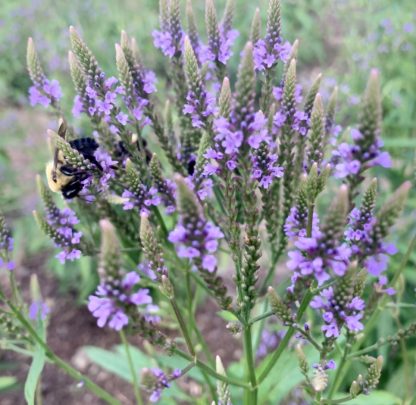 Blue Vervain