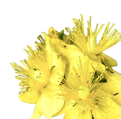 St. John’s Wort